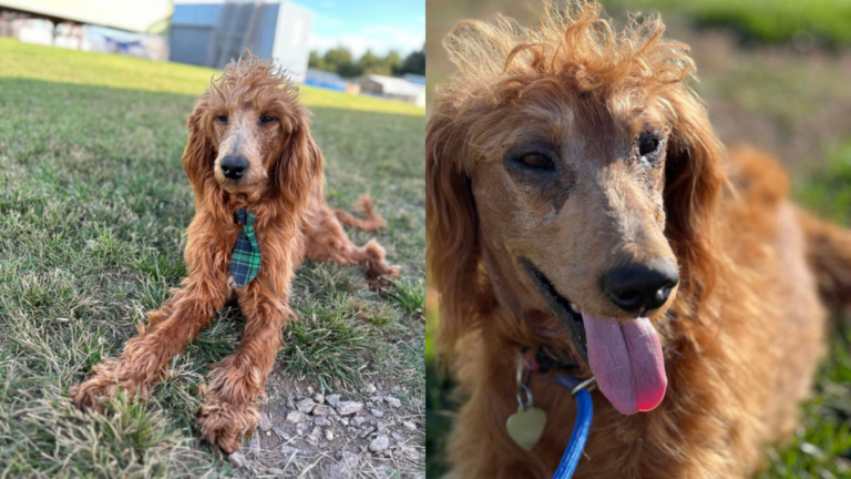 Gentle Dog with a Rare Health Condition Awaits a Family Who Will See His Loving Heart