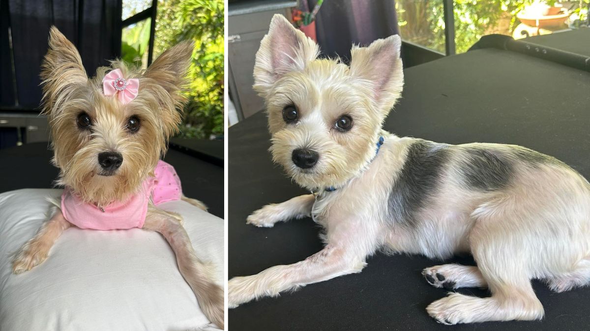 Twinkie the Bernese Collie Puppy ~ Adopted | The Dog Liberator™, image size:1200x675