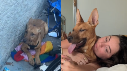 Pregnant & Alone, Scared Stray Dog Never Knew Good People Exist Until This Happened 