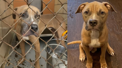 Shelter’s Longest Resident Has Watched his Friends All Get Adopted. After 9 Months this Pitbull Feels Invisible.