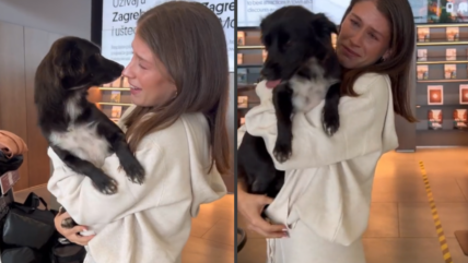 Woman Breaks Down in Tears Reuniting With Her Soul Dog After a Journey Across Continents