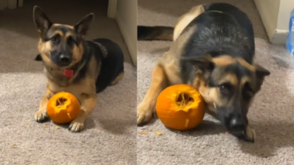 German Shepherd Caught Eating a Whole Pumpkin Thought He Was In Trouble, Then This Happened 