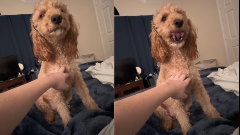 Internet Sympathizes With Dog Captured On Video Having Acid Reflux Flare-Up