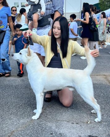 The Korean Jindo Dog is a National Treasure With Thousands of Years of
