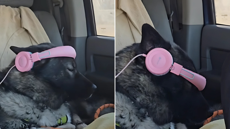 Watch her reaction when she's PET for the First Time in her life