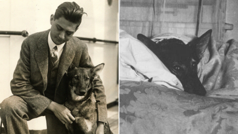 The First Guide Dog: How a German Shepherd Changed the Lives of the Visually Impaired