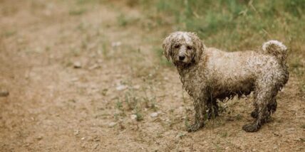 Petition: 54 Tiny Dogs Were Found Abandoned, Soaking Wet, and in Need of Veterinary Care