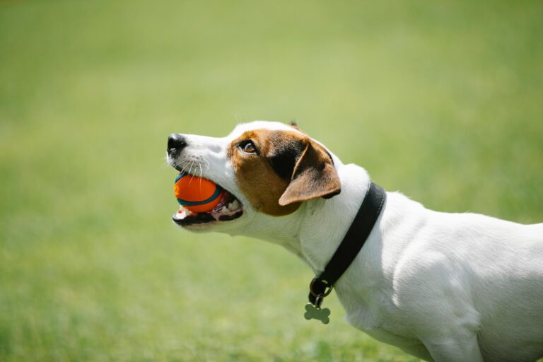 Suki the ‘Alligator Dog’ Goes Viral! See Her Unique Demand for Fetch Time 🎾