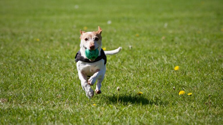 Suki the ‘Alligator Dog’ Goes Viral! See Her Unique Demand for Fetch Time 🎾