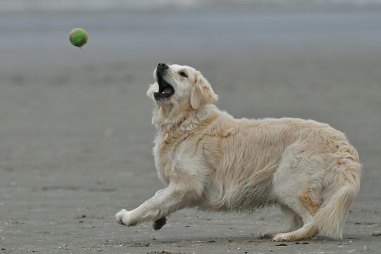 Suki the ‘Alligator Dog’ Goes Viral! See Her Unique Demand for Fetch Time 🎾