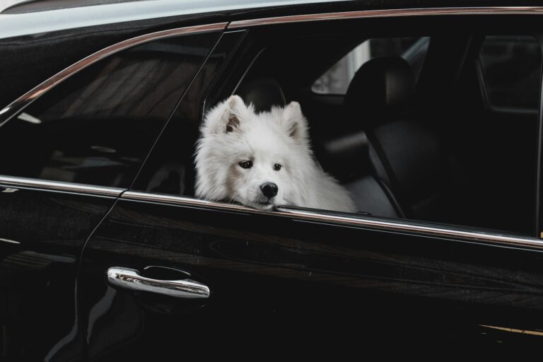 Dog in car