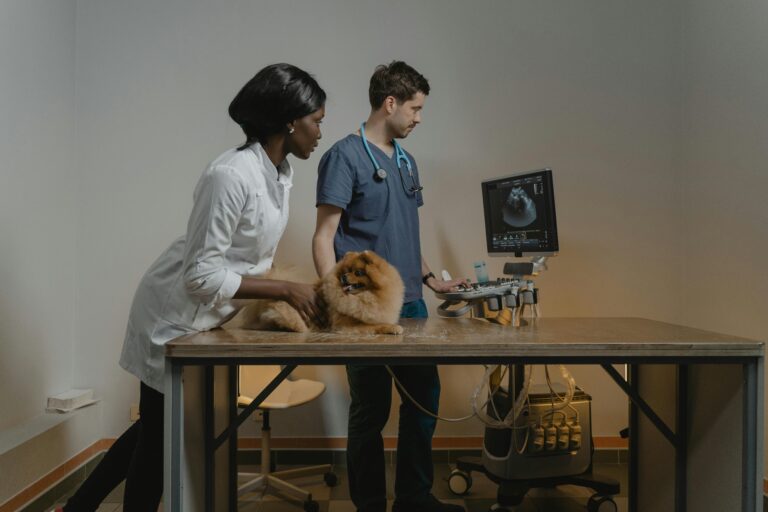 Veterinarian