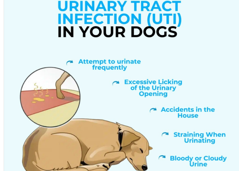Dog UTI information