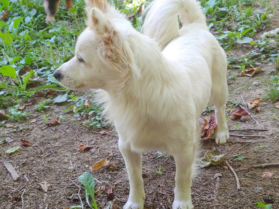 Beau a Jack Russell-Papillon Mix male