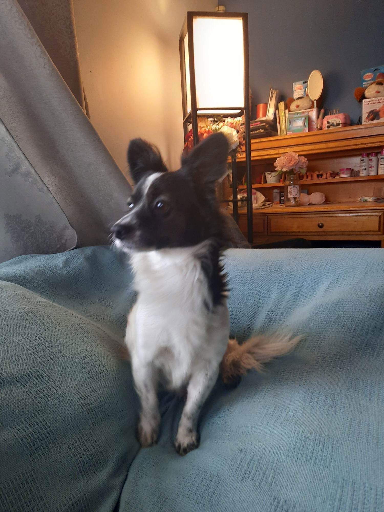 Boe