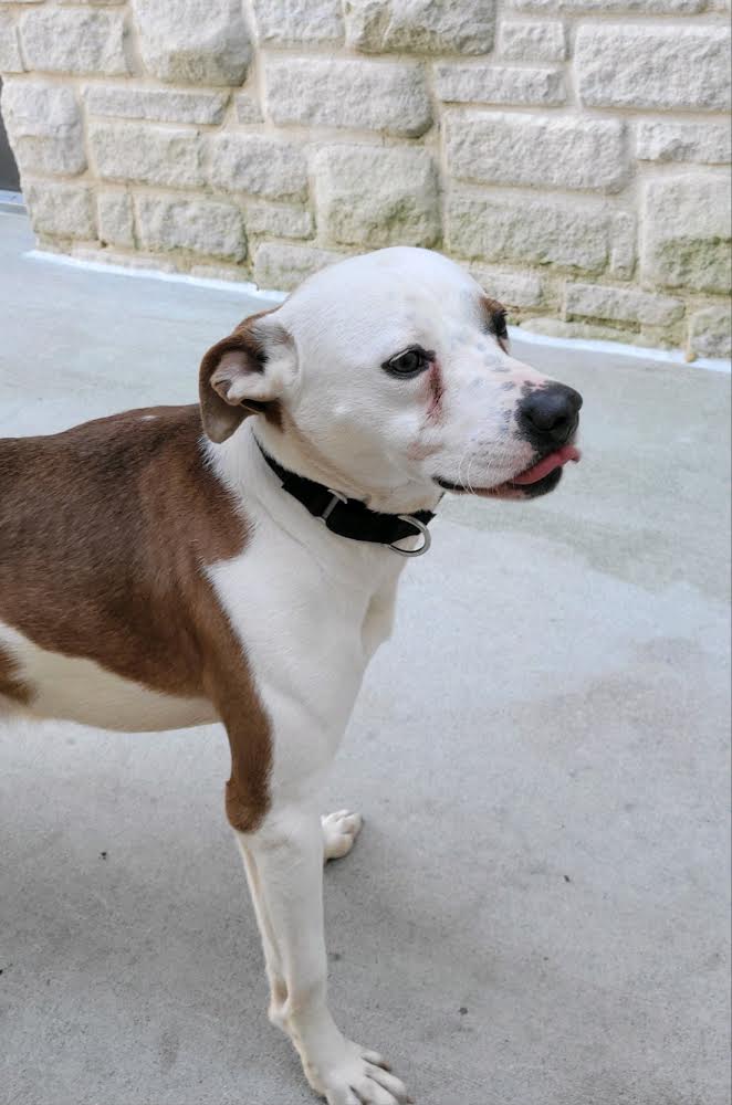 TEDDY - Sweet Young Guy! Loves People/Dogs