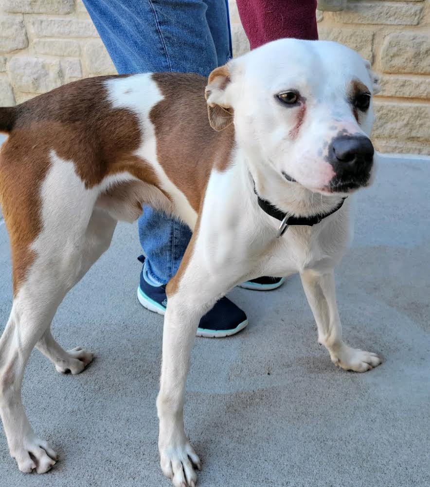 TEDDY - Sweet Young Guy! Loves People/Dogs