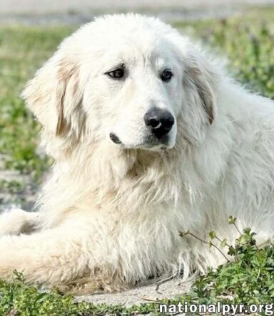 Tiger in TN - Gorgeously Handsome Guy!