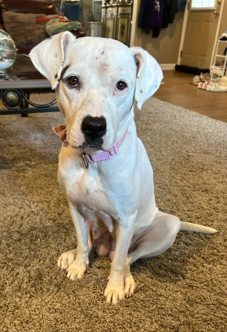Ivy (Junebug) - ADOPTION PENDING!!!