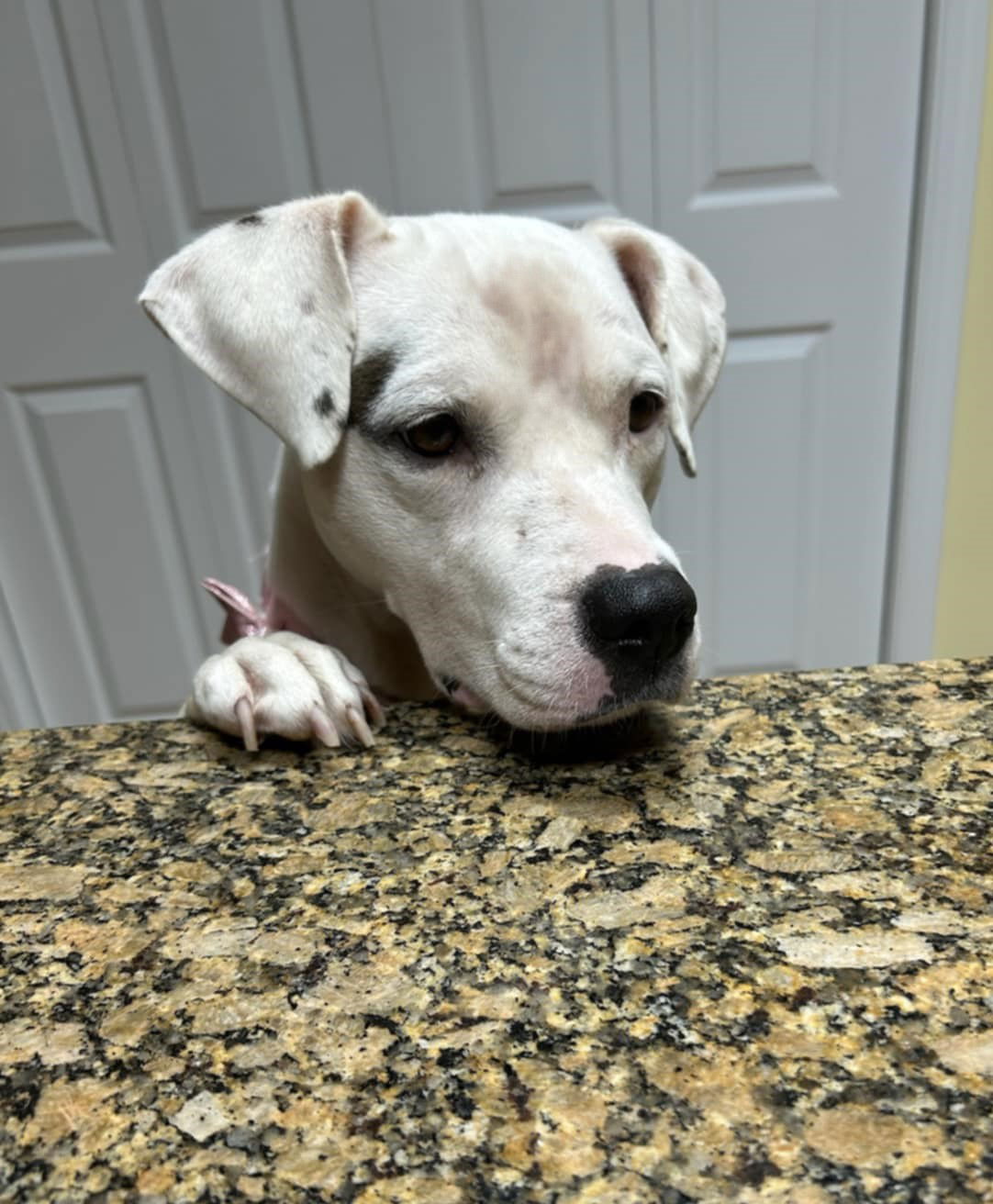 Ivy (Junebug) - ADOPTION PENDING!!!
