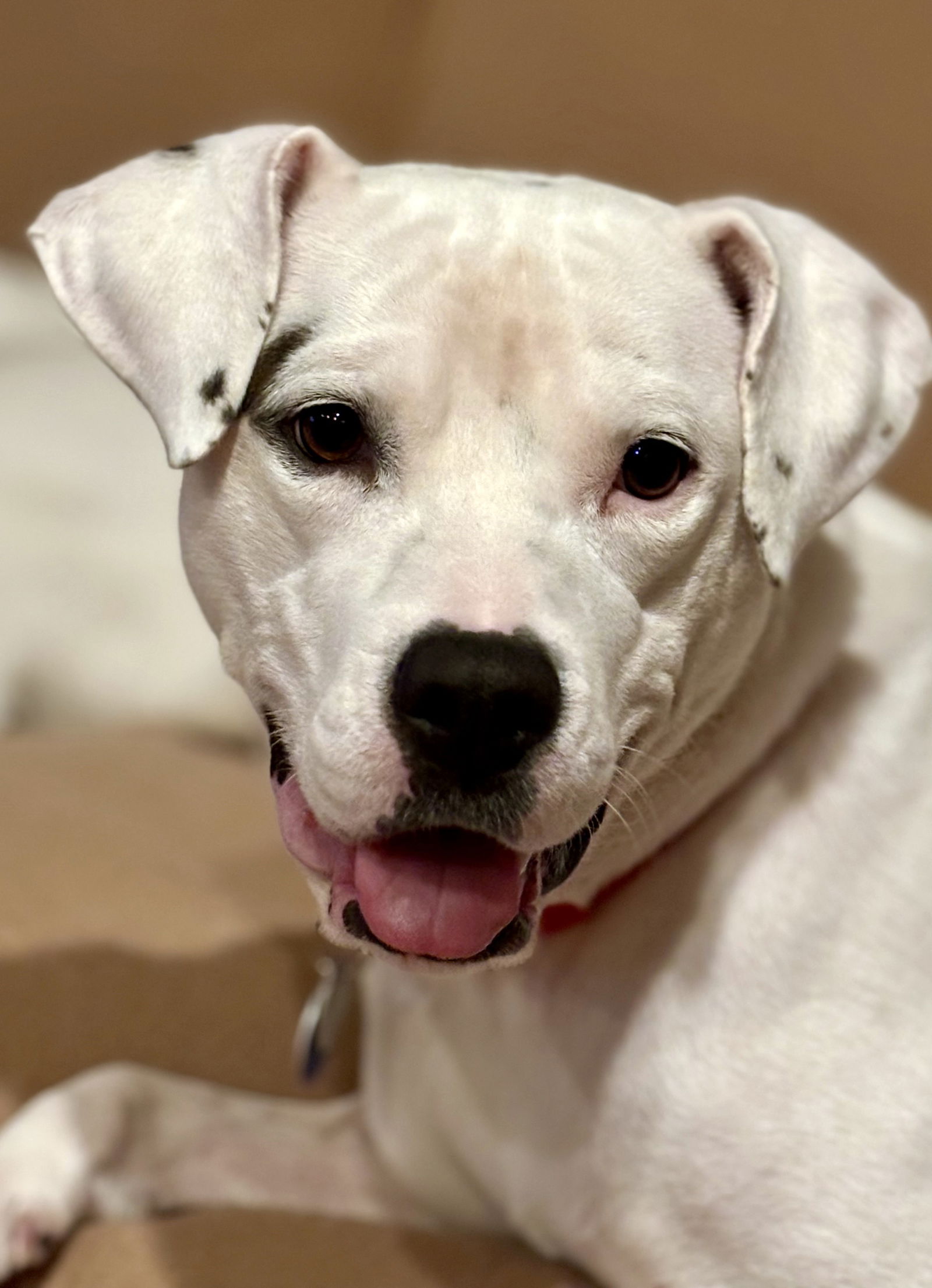 Ivy (Junebug) - ADOPTION PENDING!!!