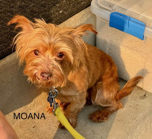 Moana B