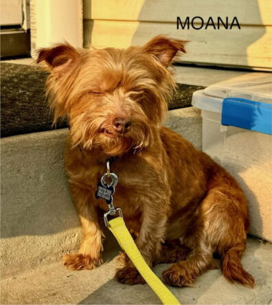 Moana B