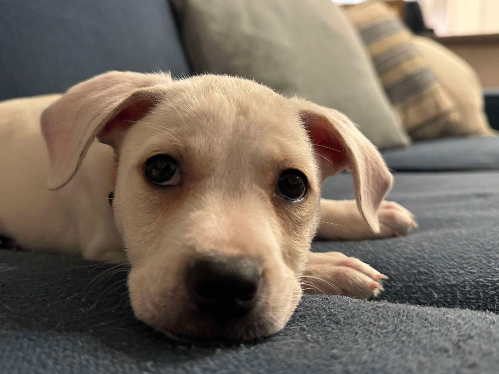 GIGI