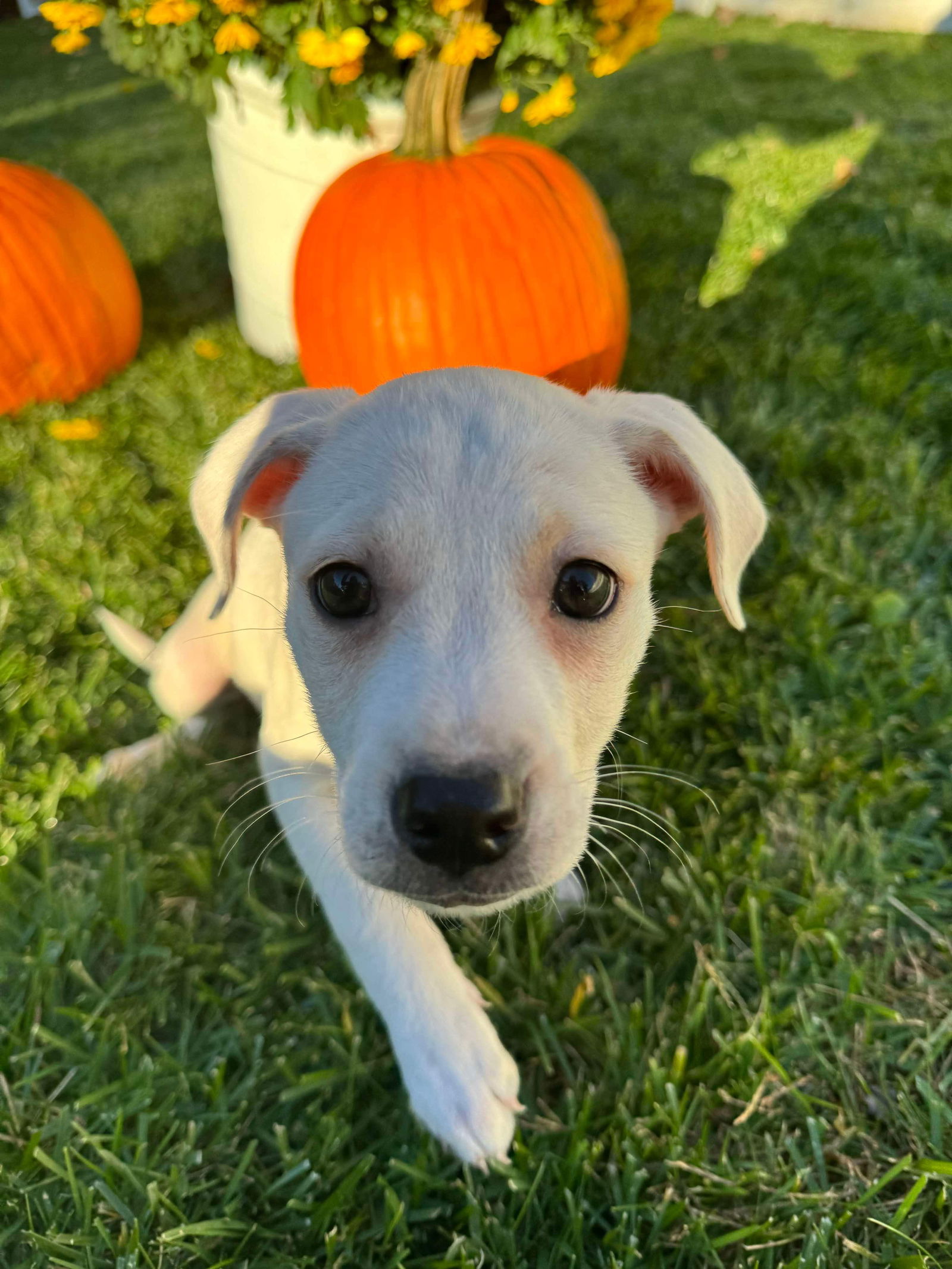 GIGI