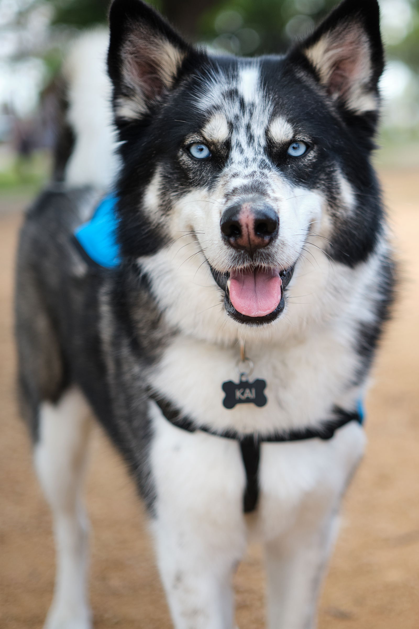 Kai (New Digs)