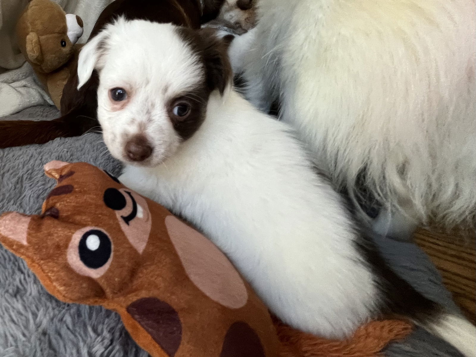 Louie (Lulu)