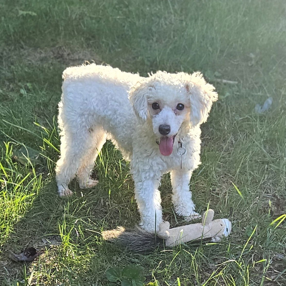 Dulcie