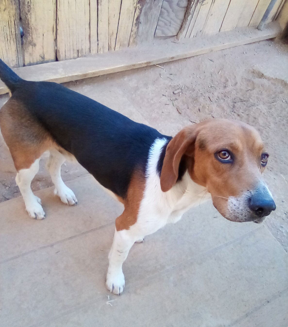 Bob the Beagle