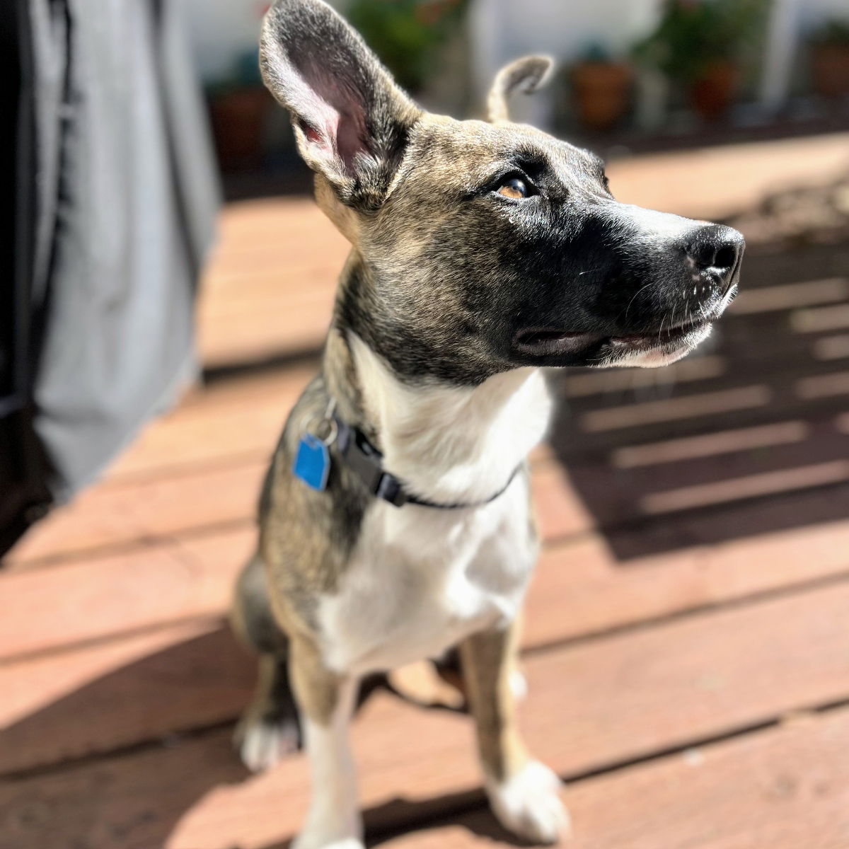 Sarge