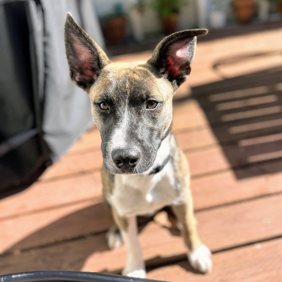 Sarge