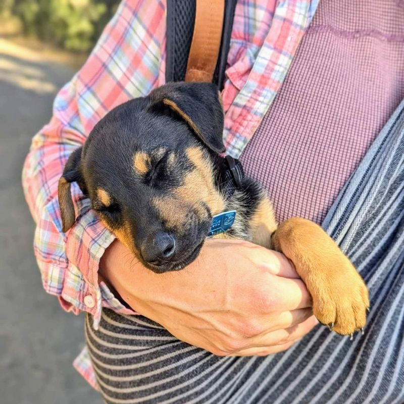 Eddie Jr.