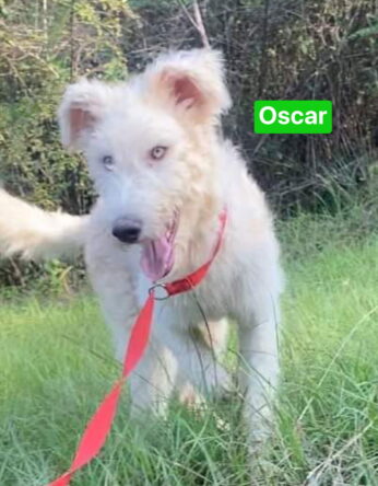 Oscar