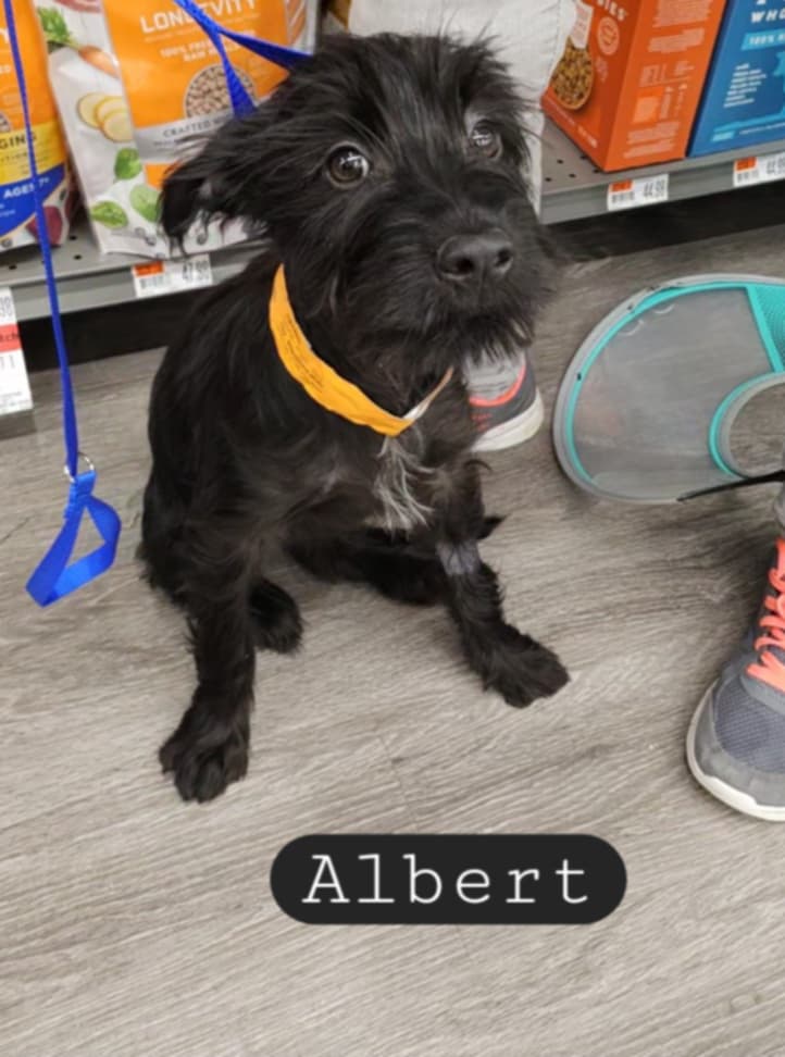Albert