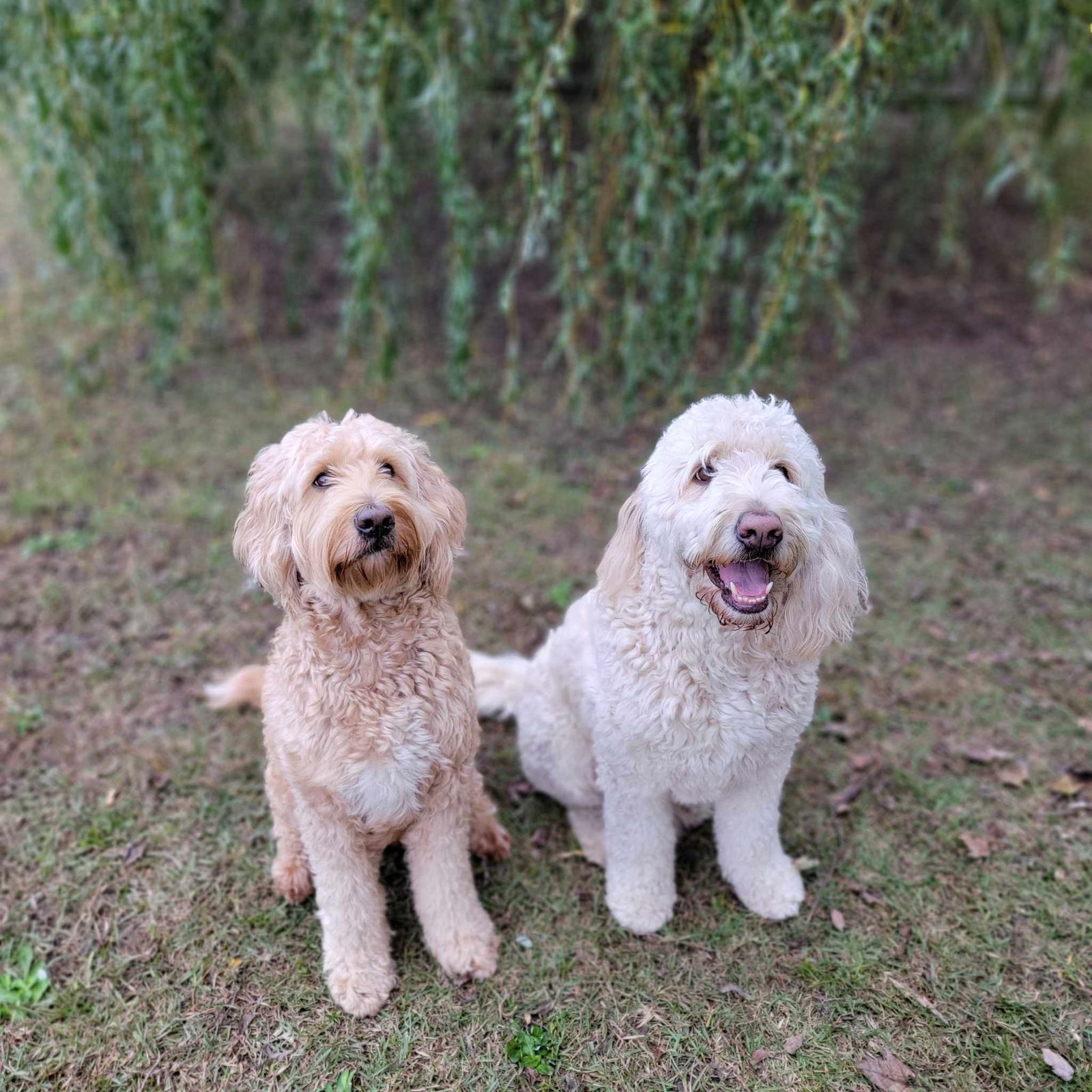 Riesling and her father Doobie, a bonded pair of Goldendoodles, are