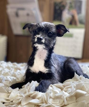 Puppy 26263 (Zoey)