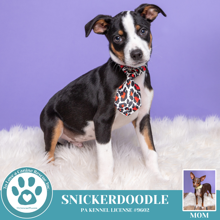 Snickerdoodle (Gingersnaps Cookies) 111624