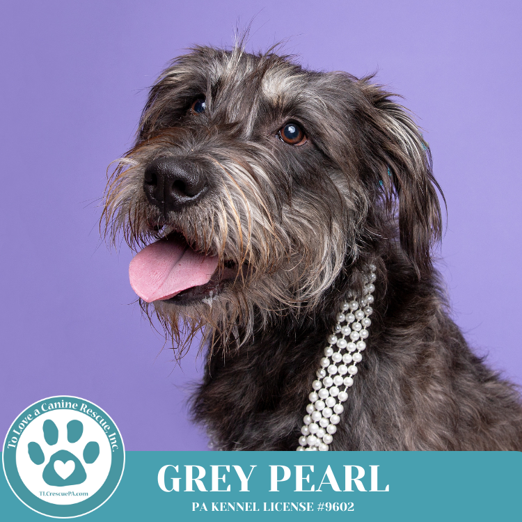 Grey Pearl 111624