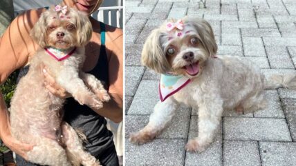 Sweet Senior Shih-Poo Was Abandoned, Tied To a Fence —Now She Needs a Family To Spend Her Golden Years With