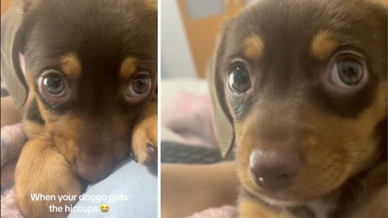 Can Dogs Get Hiccups?