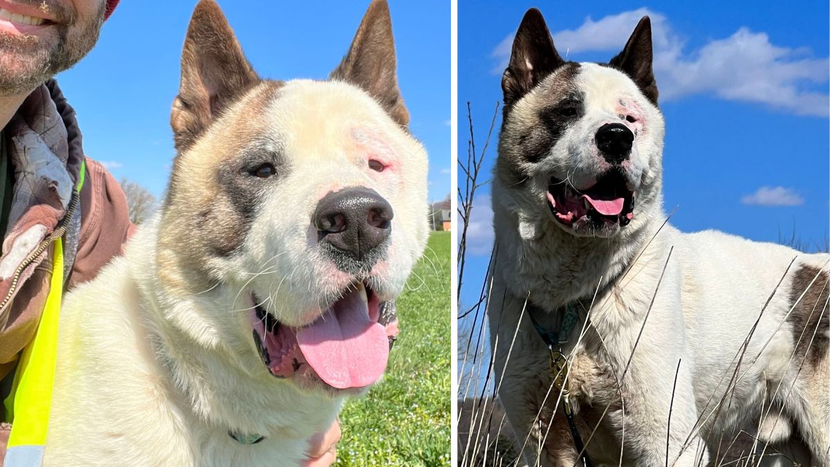 Resilient Akita Seeks Forever Home After Rescue from Harrowing Abuse -  Rocky Kanaka, image size:1200x675