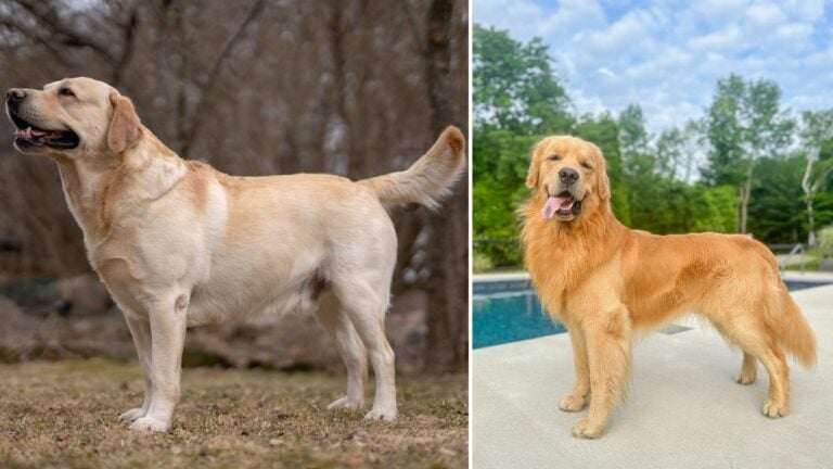 Golden Retrievers and Labs