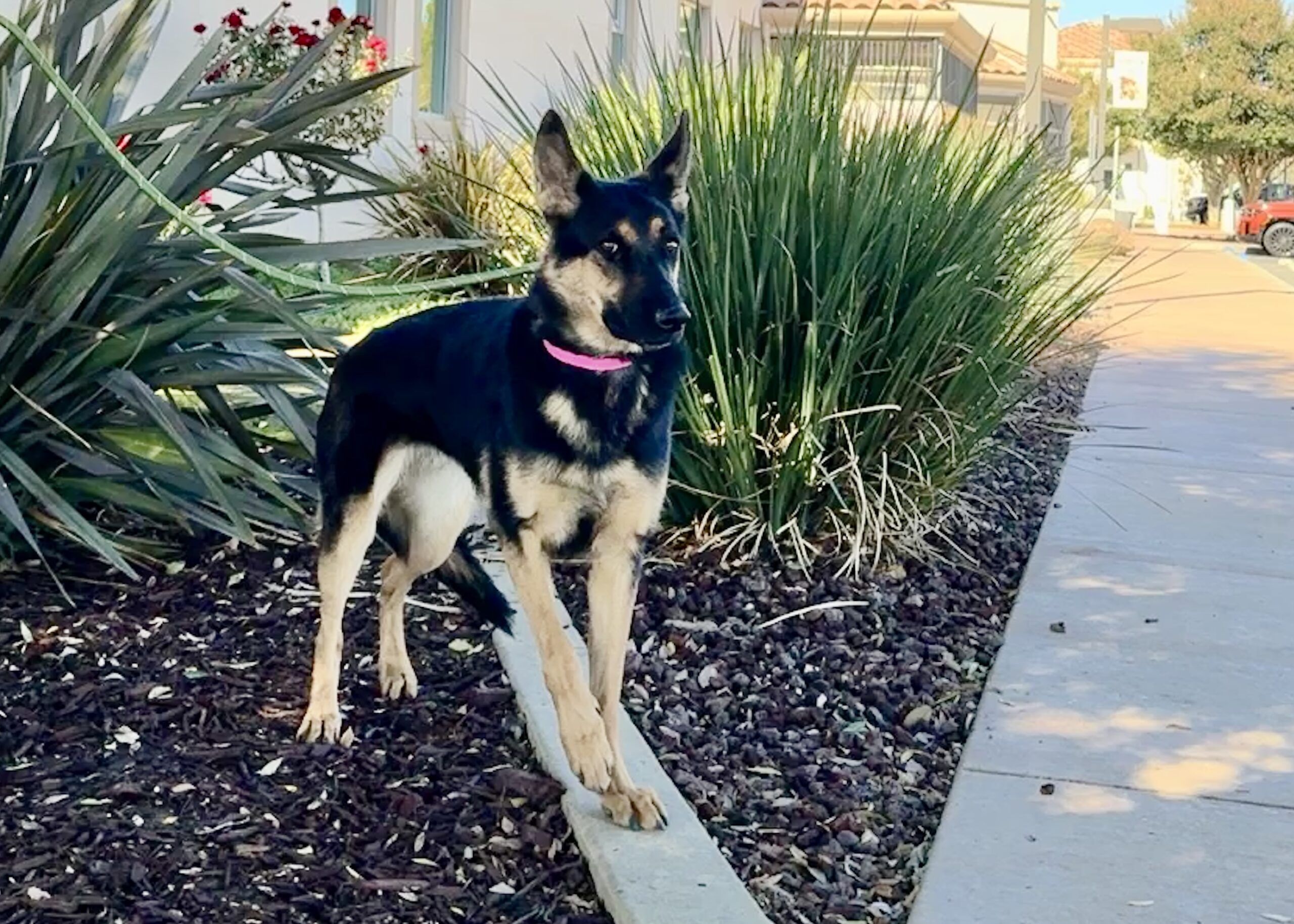 Pepper