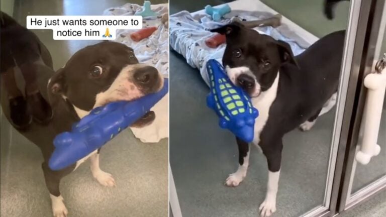 Heartbreak as Sweet Shelter Dog Greets Every Adopter with a Toy & Wagging Tail – But Still Gets Overlooked 