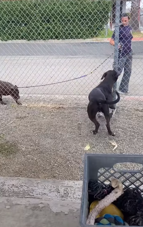 This Shelter Dog’s Tail Never Stops Wagging—Yet People Walk By as if He’s Invisible