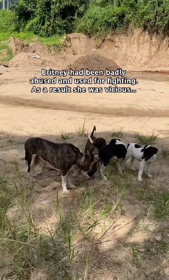 This Street Dog Was Extremely Vicious Until Love Transformed Her—Now She Is Happy & Friendly